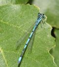 Coenagrion puella